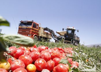 La preocupación por la crisis del tomate industrial en Mendoza llegó a la cámara baja