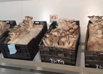 Cultivo de hongos: realizarán en San Rafael un taller sobre producción, gastronomía y salud