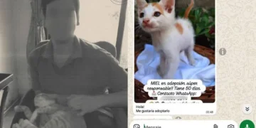 CRUELDAD ABSOLUTA: Adoptó a 16 gatos para torturarlos y asesinarlos