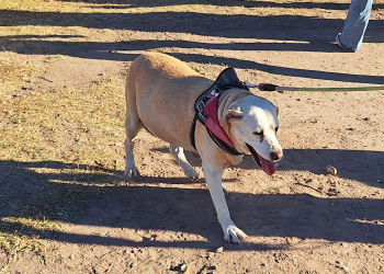 Cientos de sanrafaelinos se sumaron a la «Caninata» para concientizar sobre el bienestar animal