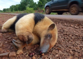 El deterioro de la biodiversidad: miles de animales atropellados y bosques nativos cada vez más reducidos