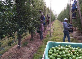 Peras, manzanas y sidras, una postal desoladora para el Sur y el Valle de Uco