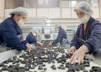 La Unión Europea abre sus puertas a la ciruela mendocina y genera expectativas en San Rafael y Alvear