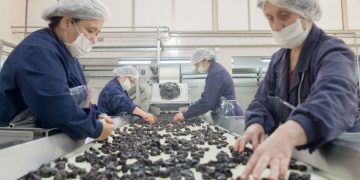 La Unión Europea abre sus puertas a la ciruela mendocina y genera expectativas en San Rafael y Alvear