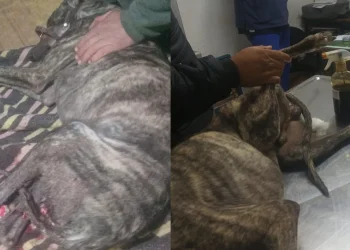 El perro que salvó a su dueño del ataque de un jabalí fue operado y recibió el alta