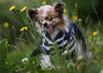 Murió Lazare, el perro más longevo del mundo: tenía 30 años y 5 meses