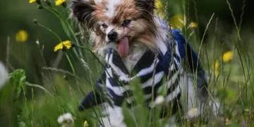 Murió Lazare, el perro más longevo del mundo: tenía 30 años y 5 meses