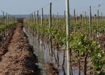 Estudio del INTA mostró las zonas con más lluvias y mejor disponibilidad de agua en el Sur de Mendoza