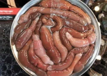 Atención: el «pez pene» que invadió las playas de la Patagonia es comestible y lo consideran un manjar
