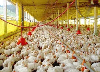Las importaciones de carne alcanzaron un nuevo récord en marzo y advierten por la subsistencia de pequeños productores