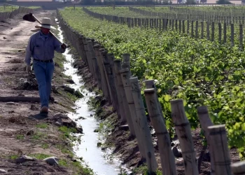 Nación dio de baja el Plan Estratégico Vitivinícola y exige rendir cuentas a la Coviar