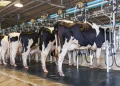La producción láctea argentina alcanzó el nivel más alto en una década