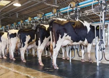 La producción láctea argentina alcanzó el nivel más alto en una década