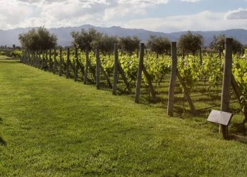 Oasis Sur: avanza el proyecto que busca convertir al sur mendocino en un bloque económico de peso propio