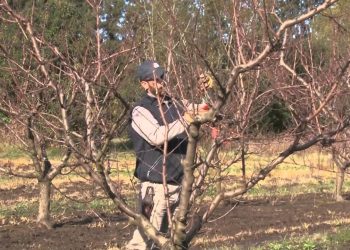 Informe del INTA Rama Caída alerta por falta de horas de frío en frutales