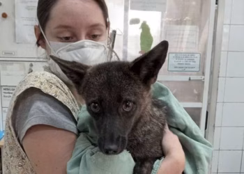 Pensó que había atropellado a un perro, pero el análisis de ADN reveló que se trataba de una criatura que no debería existir