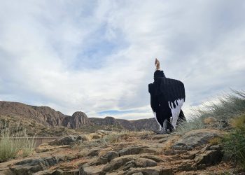 El falso “cóndor gigante” que sorprendió a vecinos y turistas en Los Reyunos