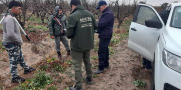 Detectan otros dos casos de trabajo rural irregular en San Rafael y uno en General Alvear
