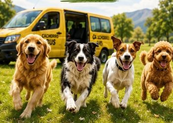 “Cachorro Bus”: impulsan en San Rafael un novedoso servicio de transporte y recreación para perros