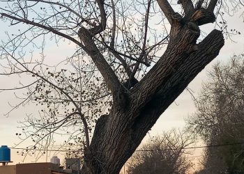 Crisis energética y económica: por la ola de frío vecinos de la Villa 25 de Mayo proponen talar árboles secos para abastecer de leña a familias vulnerables