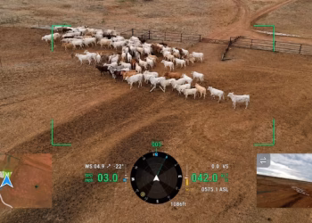 Lanzaron una startup que controla el ganado mediante drones: monitorean peso, pasto, agua y animales enfermos en las granjas