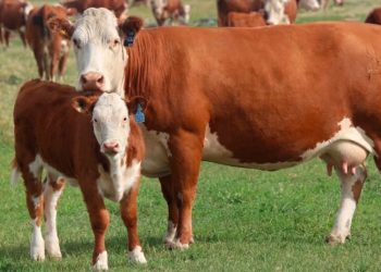 Revolución genética en el secano: Mendoza aplica biotecnología junto al Conicet para blindar la ganadería ante el clima