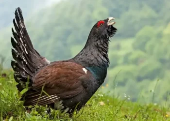 España: gastaron 5 millones de dólares para liberar aves y se las comieron unos zorros