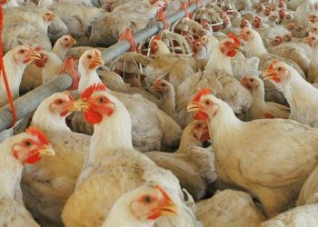 La cooperativa de la Escuela Güemes sale al mercado con su primera producción de pollos parrilleros