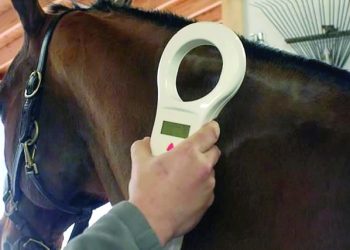 Mendoza puso en marcha un registro obligatorio para identificar caballos con microchip y creó un padrón de infractores