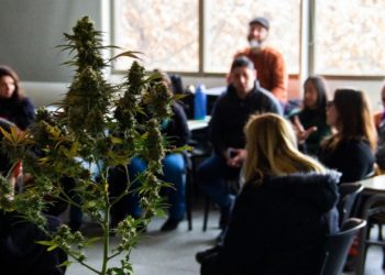 Realizarán en San Rafael un taller sobre cannabis medicinal, derechos y acceso seguro