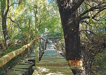 Punta del Agua: un puente pasarela escondido entre eucaliptos que parece salido de un cuento