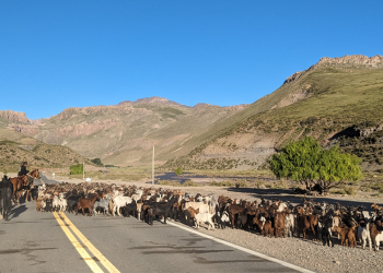 Investigadoras del CONICET en el sur mendocino y un rol clave para que la trashumancia tenga reconocimiento nacional