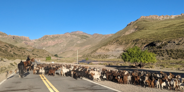 Investigadoras del CONICET en el sur mendocino y un rol clave para que la trashumancia tenga reconocimiento nacional