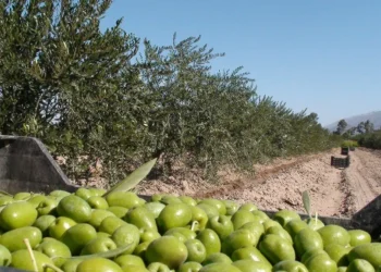 Advierten que la olivicultura está en riesgo y alertan por el futuro de la ciruela D´agen