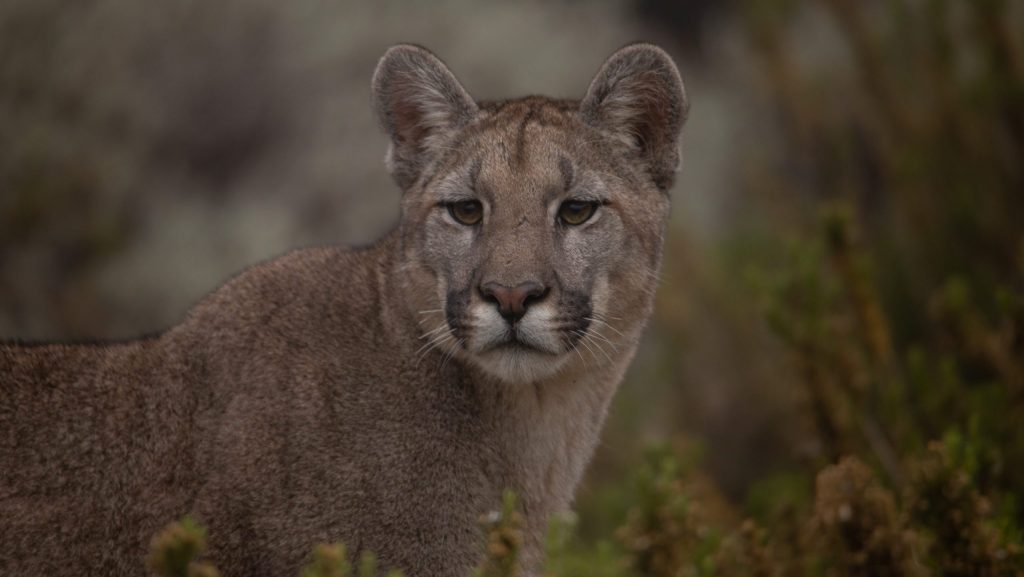 Con el frío aumenta la presencia de fauna silvestre en los valles: cómo actuar ante un encuentro con un puma