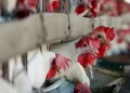 El pollo desplaza a la carne vacuna por primera vez en la historia argentina