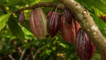 Descubren cuatro nuevas variedades genéticas de cacao en Perú