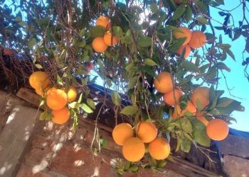 Naranjas, pomelos, kinotos: En San Rafael hay más de 1000 viviendas con plantas de cítricos