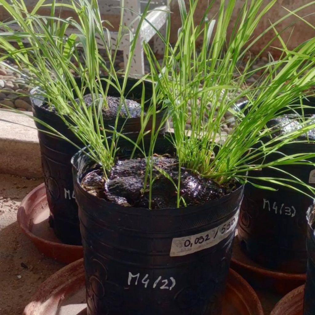 Almidón y borra de vino: la apuesta sanrafaelina y bahiense para controlar malezas sin herbicidas