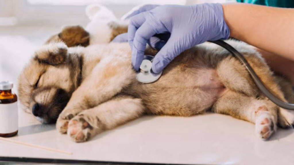 Cómo hacer RCP a un perro o un gato: el paso a paso que puede salvarle la vida