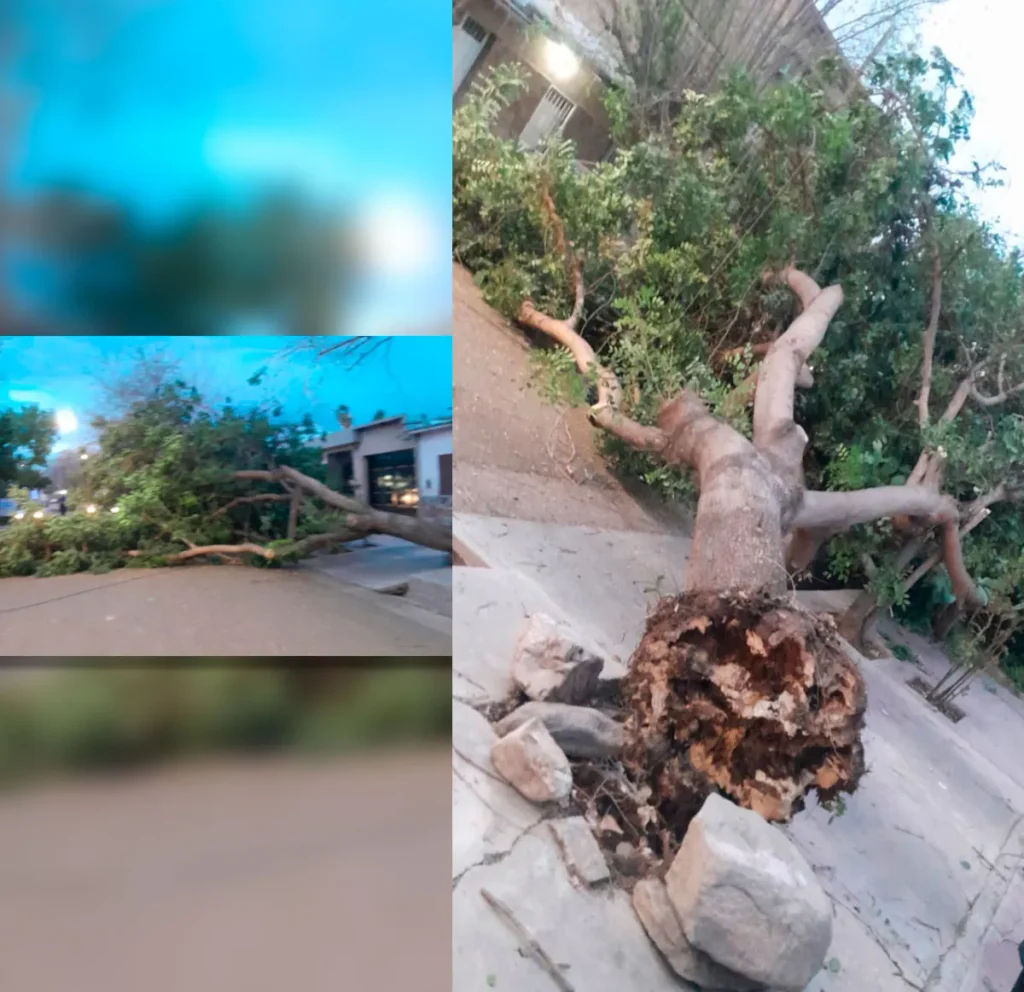 Alerta en el Gran Mendoza: el viento Zonda causa destrozos, derriba árboles y deja zonas con cortes de servicios