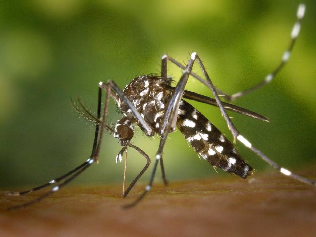 Advertencia por “El Niño”: el fenómeno natural podría originar un inicio temprano del dengue