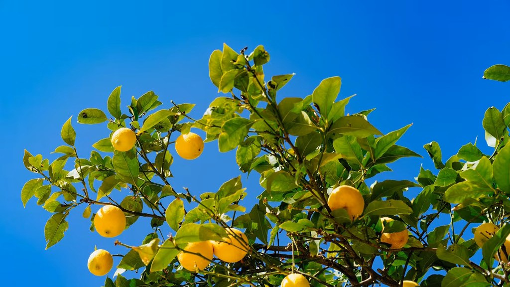 Limonero: por qué recomiendan enterrar una hoja de laurel en la tierra de este árbol frutal y para qué sirve