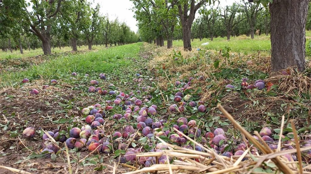 Tensión por el Seguro Agrícola: expresan falta de transparencia, problemas de comunicación y "desinformación"