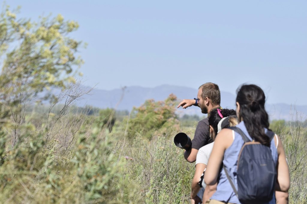 Avifauna mendocina: descubrir la naturaleza a través del avistamiento de aves