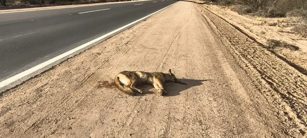 Atropellaron a un puma en una ruta de Mendoza: la advertencia para los conductores