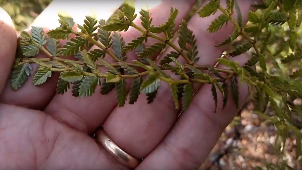 “Las Plantas que nos Curan”: una charla para descubrir la flora medicinal de Mendoza