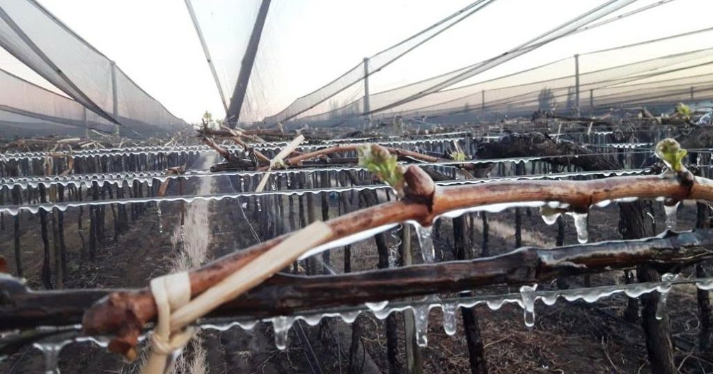 Heladas tardías en el Valle de Uco: la Cámara de Tunuyán advierte pérdidas de hasta el 100% en frutales de carozo y cuestiona la cobertura del seguro agrícola
