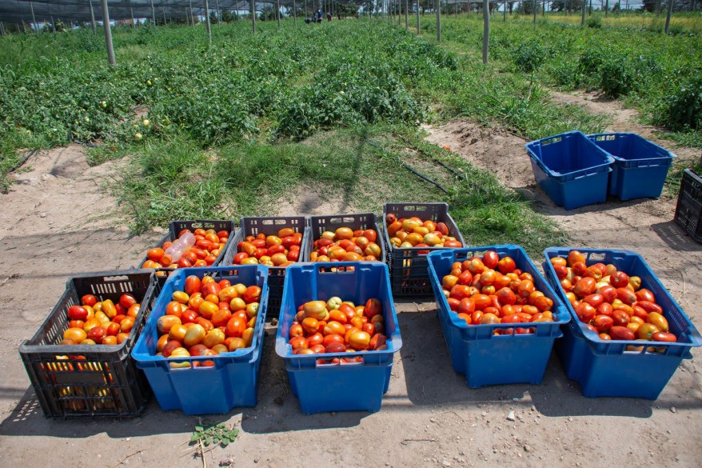 Mercado del tomate para industria: ajuste de oferta, presión de importaciones y los desafíos de la competitividad en Mendoza