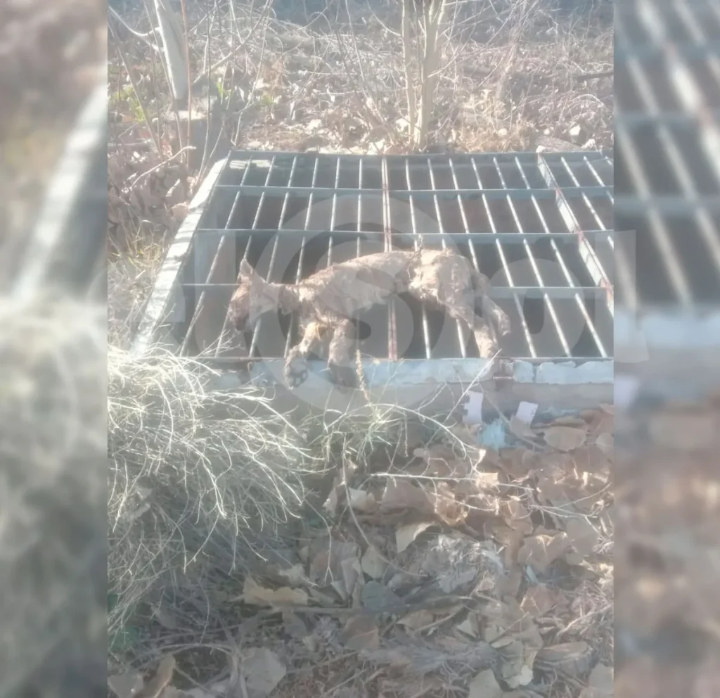 Hallaron una cría de puma muerta en un canal de riego en Luján de Cuyo